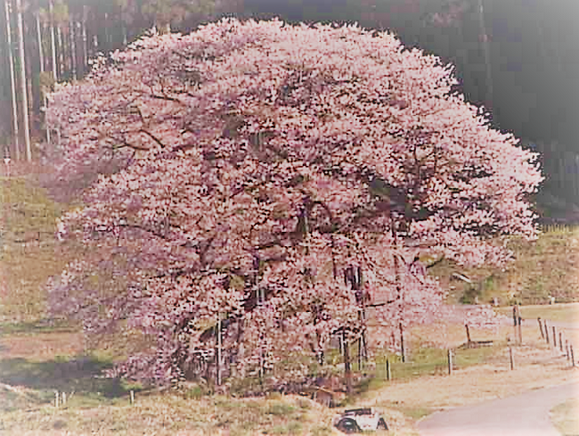 黒部のエドヒガン桜のライブカメラ