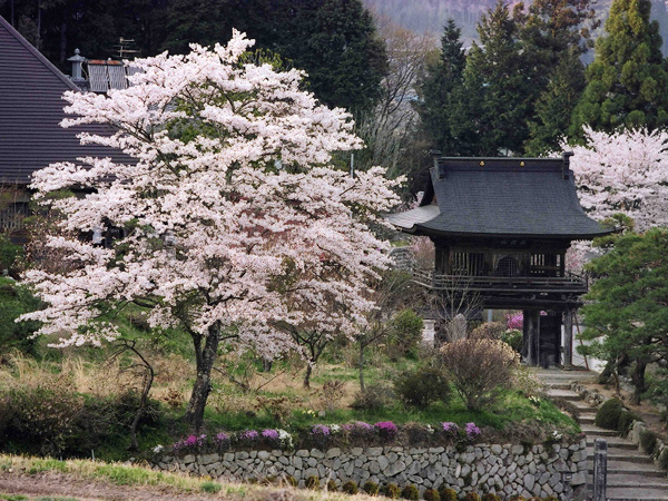 龍嶽寺の桜ライブカメラ