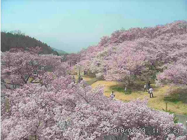 高遠城址公園桜のライブカメラ